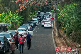 长臂猿爱吃，你也可吃！昌江的木棉花原来这么好“jia”图片