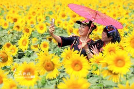 安徽淮北：夏日葵花 绚烂绽放图片