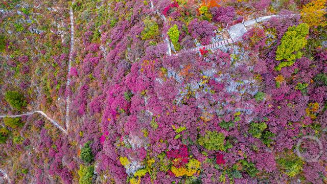不只火红！巫山还藏着一处梦幻红叶谷