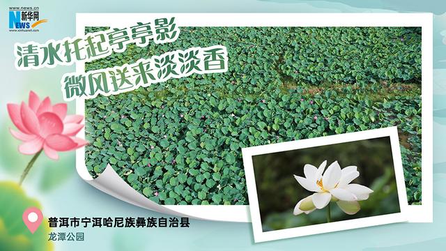 云南夏日赏荷图鉴