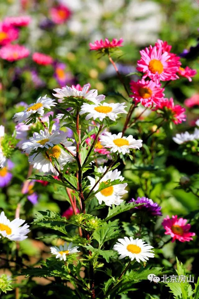 多彩京秋各区巡游 |房山区美翻了！秋日限定~