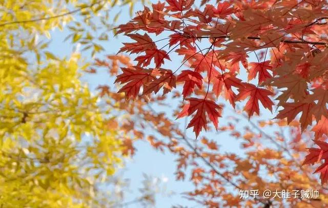 如何描述“北京的秋”？这是一期有温度的推送……