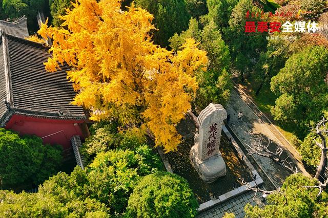 千年岱庙 一庭秋色