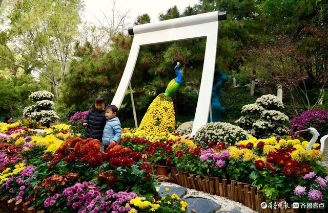 初冬暖意融融，快来趵突泉看菊花展