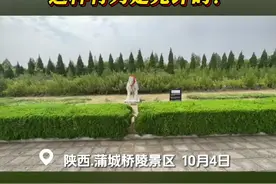 全国重点文保单位桥陵唐代石马被系上“红围脖”图片