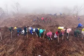 贵州印江：“药蔬轮作”提升土地综合效益促农增收图片