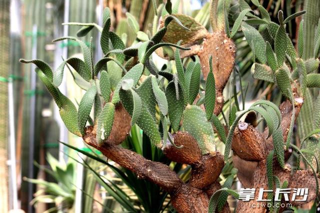 寒冬腊月依然根壮叶绿，省植物园沙生王国邀你来打卡｜组图