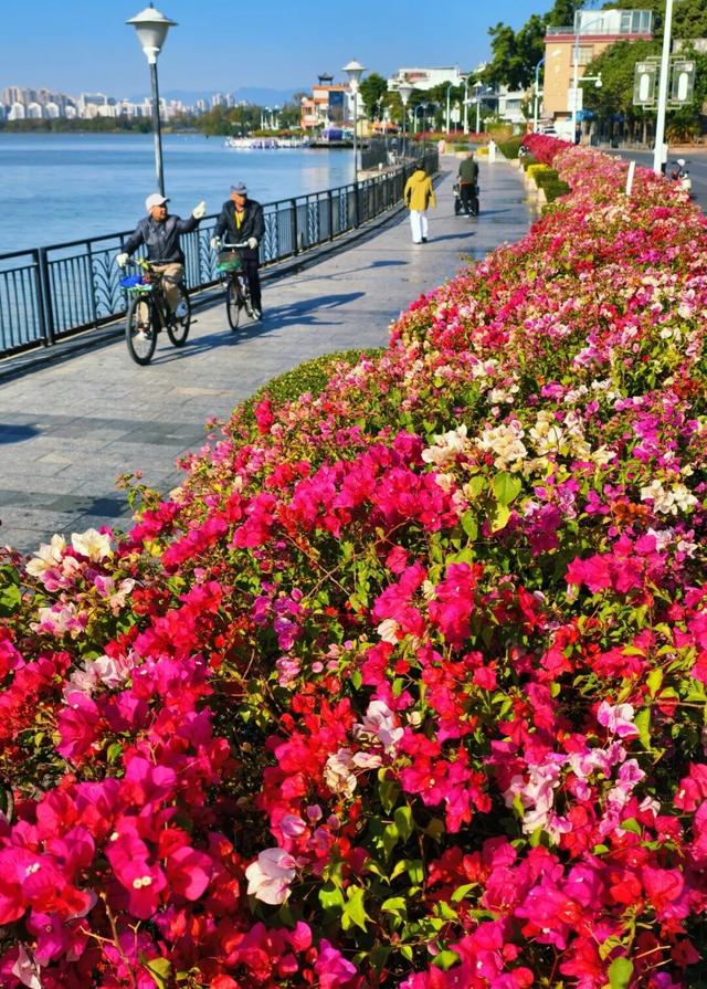 解锁冬日浪漫！来岩前星湖畔，一起走“花路”吧！