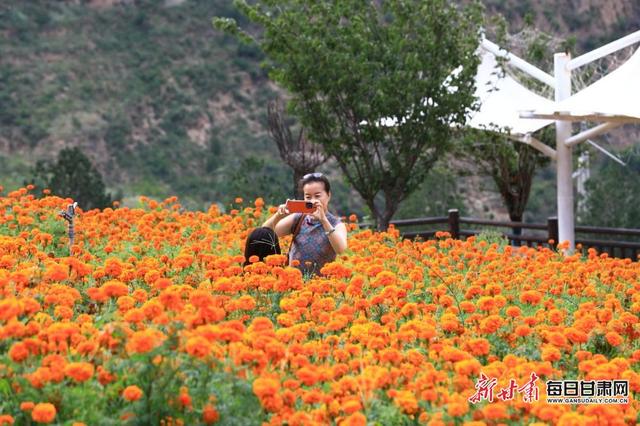 武都区南山万寿菊盛放引客来