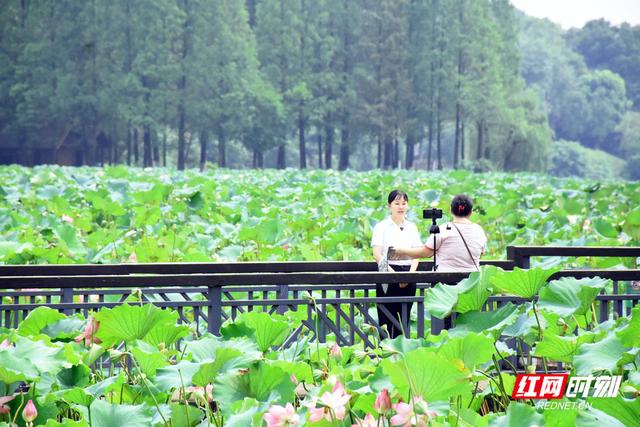 衡阳：荷韵悠悠入画来