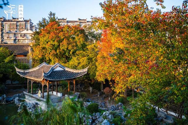 秦淮花事｜乌桕斑斓，半城秋色入画来