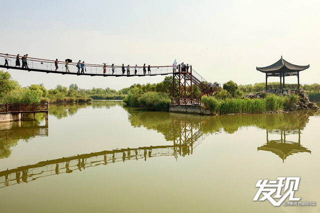 发现丨洽川湿地：绿水盈盈 芦苇丛丛