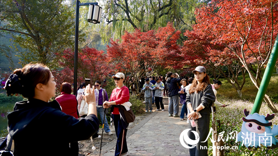 岳麓山下 枫红杏黄
