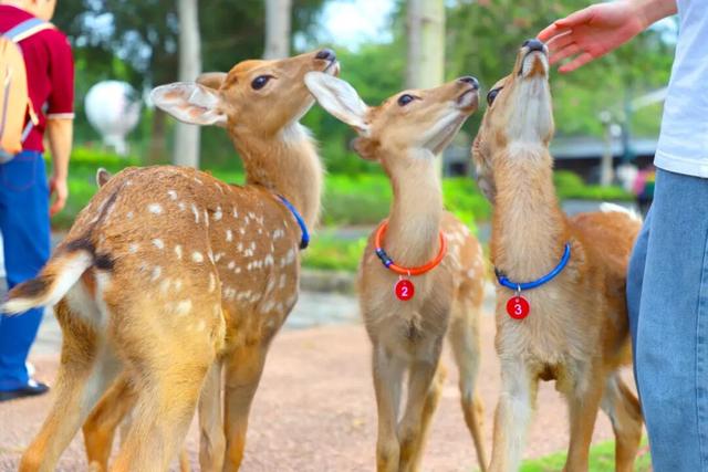 紫花风铃季赏花游玩超实用攻略！畅玩N种趣味体验~看这篇就够啦！