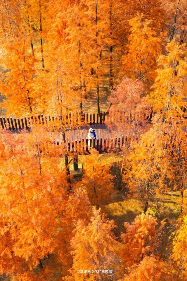 武汉这片杉树林，喀纳斯啊你！