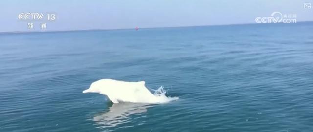 乘船追豚、红树林探秘、听潮观星……自然馈赠的惊喜燃动滨海旅游消费热力