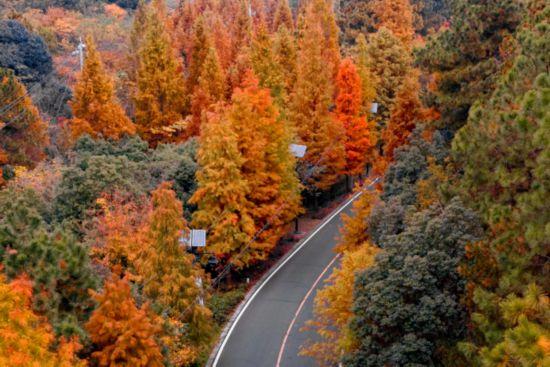 杉杉“红”了！长三角这些地方正上演视觉大秀