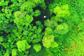 读懂广州·粤韵｜馨传山海千百年 声名从古出莞香图片