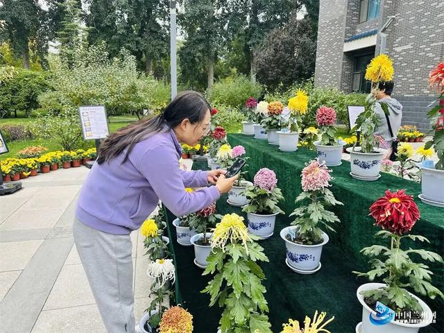 兰州植物园7000余盆菊花绘就秋日画卷