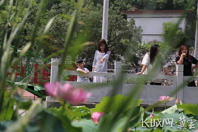 河北迁安：“荷”美乡村扮靓田园风光