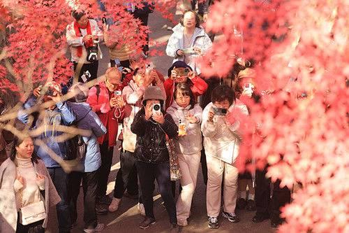 南京中山植物园红枫美到窒息