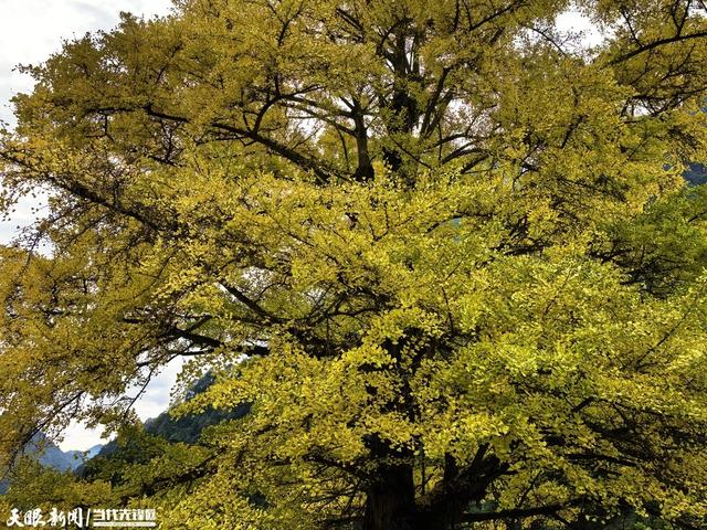 汇川:一颗古树的金色浪漫
