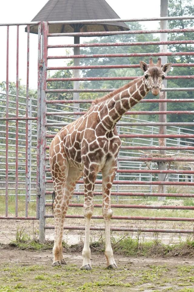 永川现实版“疯狂动物城”，比电影还上头！