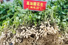 擦亮花生金字招牌——省农科院院县共建助力正阳花生产业高质量发展图片