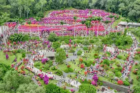 2024深圳簕杜鹃赏花周落幕，超92万人次赏花图片