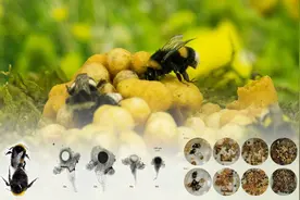 颠覆印象：这种“打工”蜂也能繁殖后代图片