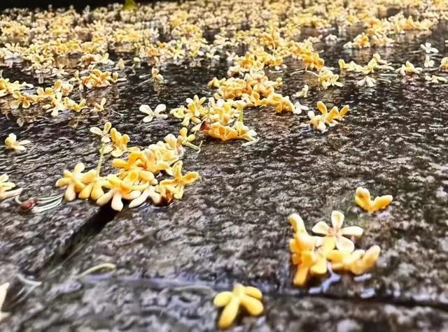 欢聚吴江· “香”遇桂花季丨上线了！吴江赏桂地图！