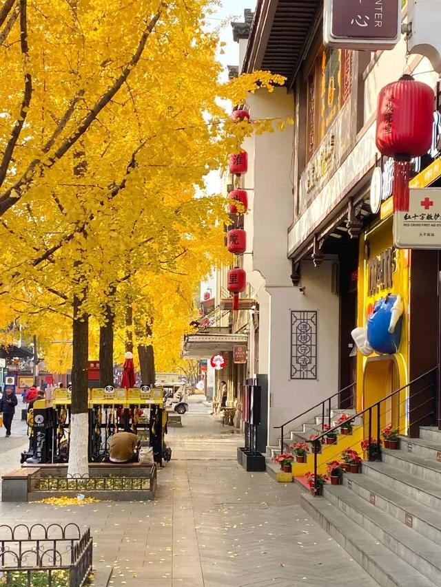 “西红柿炒蛋树”排队？快来秦淮开启“金黄时刻”！