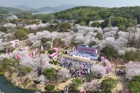 樱花树下续情缘 无锡启动2025国际赏樱周图片