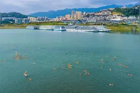 湖北秭归：近千名“泳”者竞渡长江图片