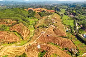 容县：发展“复合”种植 “套出”致富新路图片