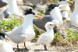 “神话之鸟”，回来了！图片