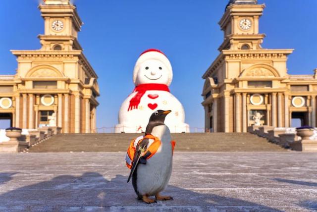 哈尔滨极地公园最大规模“淘学企鹅冰雪巡游”11月15日全城开启