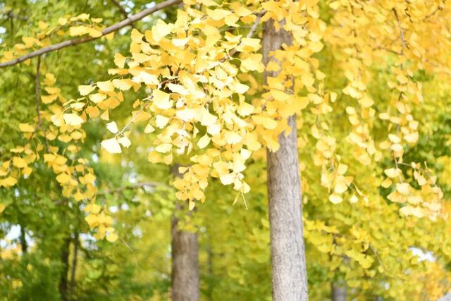 绝美！走，打卡去！