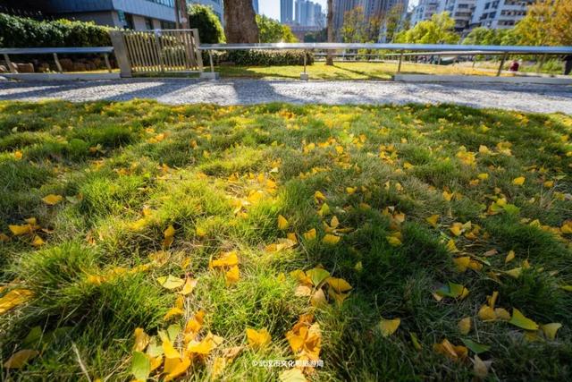 武汉为百年古树建公园，免费开放！