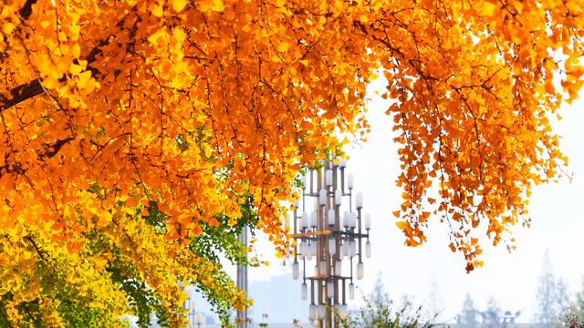 漫步潍坊诸城感受苏轼笔下的超然 邂逅一座城市的五彩斑斓