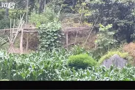 30秒 | 四川宝兴野生大熊猫又下山了 连续三天“打卡”小竹林图片