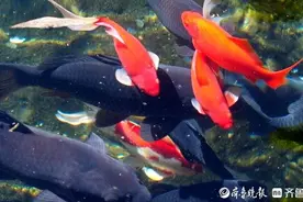济南这群胖鲤鱼被无数人惦记，众多外地游客专程打卡图片