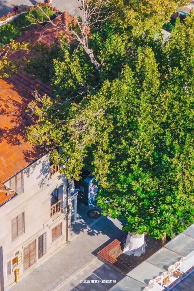 武汉为百年古树建公园，免费开放！