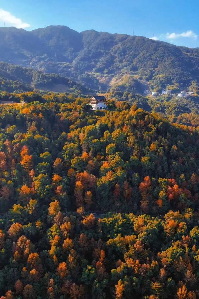 福安枫叶“封神”！宝藏打卡地又＋1