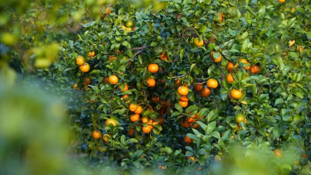 摘果、煮茶、吃油炸河虾 来丘北温浏乡感受纯粹的“诗与远方”