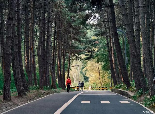 走一走 “森”呼吸