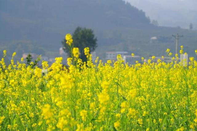 绝美！“川南最早春色”上线