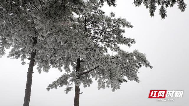 雪落奇峰！张家界把冬天绘成了水墨仙境