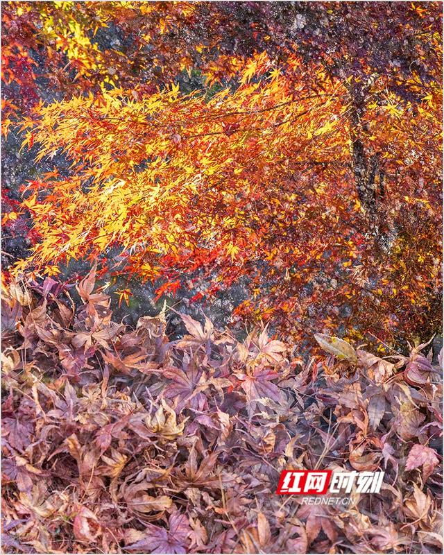 潘华摄影作品：漫步永州蓝山谷 邂逅湘江源头的层林尽染