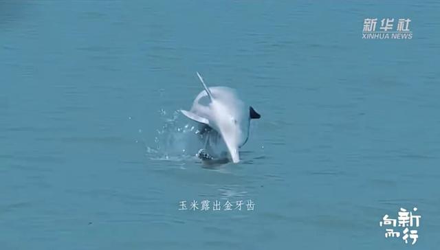 新华社携手董宇辉，走进广西的蔚蓝海岸……